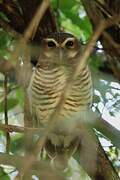 White-browed Owl