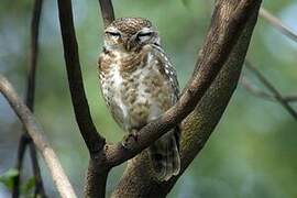 Spotted Owlet