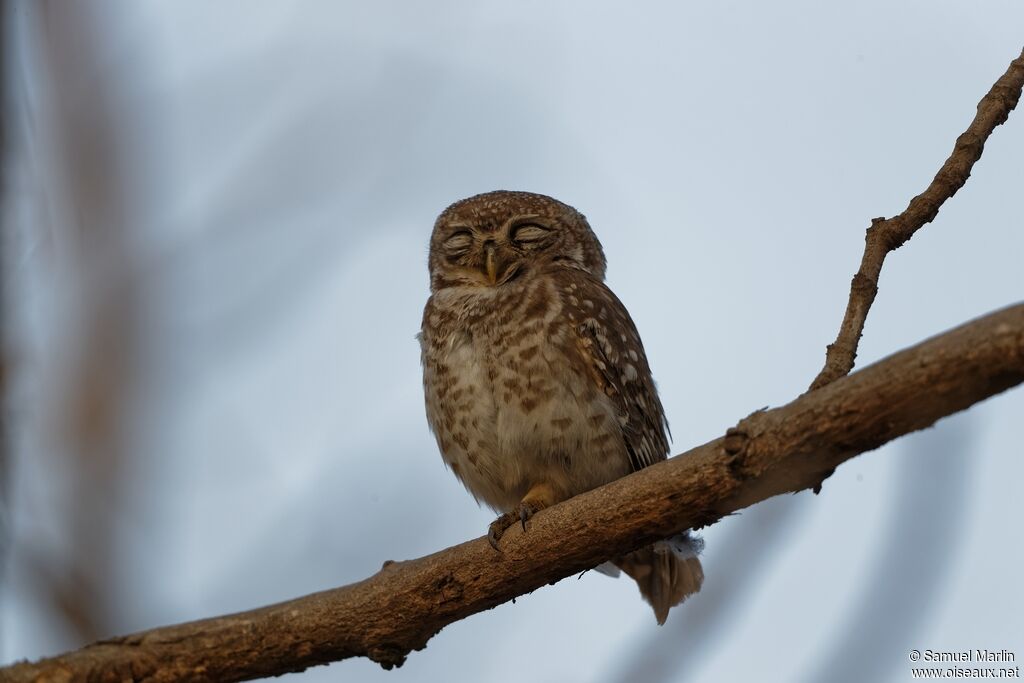 Spotted Owletadult