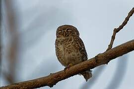 Spotted Owlet