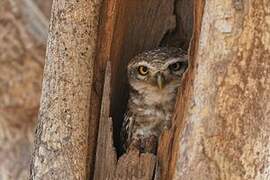 Spotted Owlet