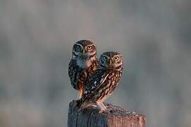 Little Owl