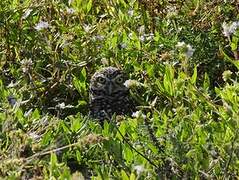 Burrowing Owl