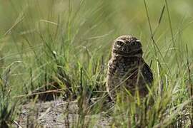 Burrowing Owl