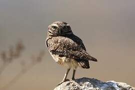 Burrowing Owl