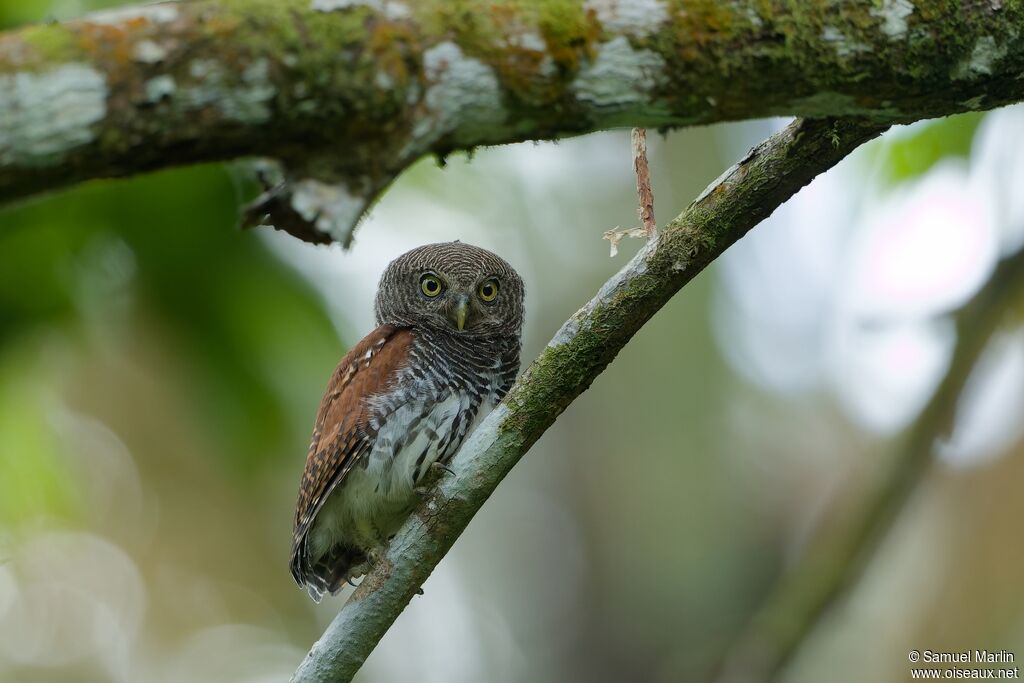 Chestnut-backed Owletadult