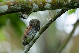 Chestnut-backed Owlet