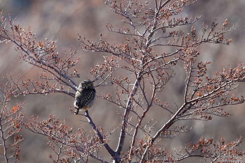 Austral Pygmy Owladult