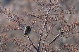 Austral Pygmy Owl