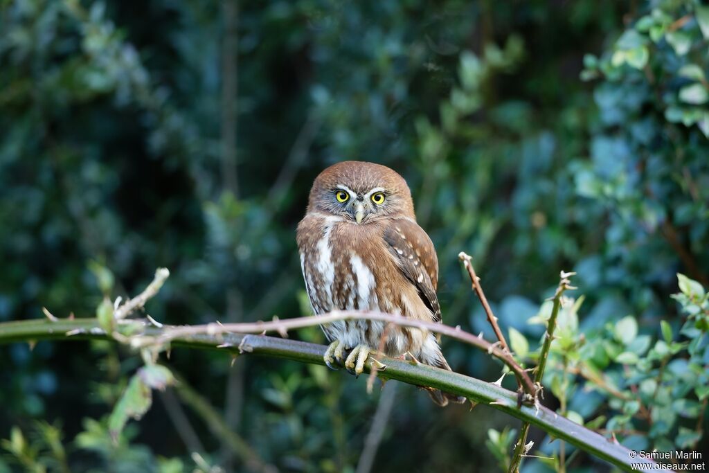 Austral Pygmy Owladult