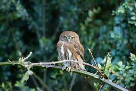 Austral Pygmy Owl