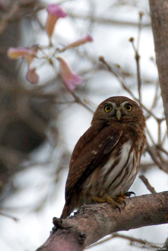 Ferruginous Pygmy Owladult