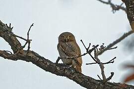 Jungle Owlet