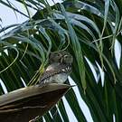 Chevêchette de jungle