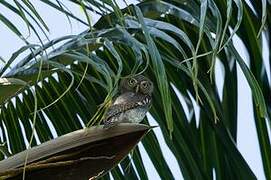 Jungle Owlet