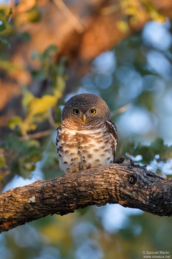 African Barred Owlet