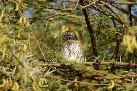 Pearl-spotted Owlet