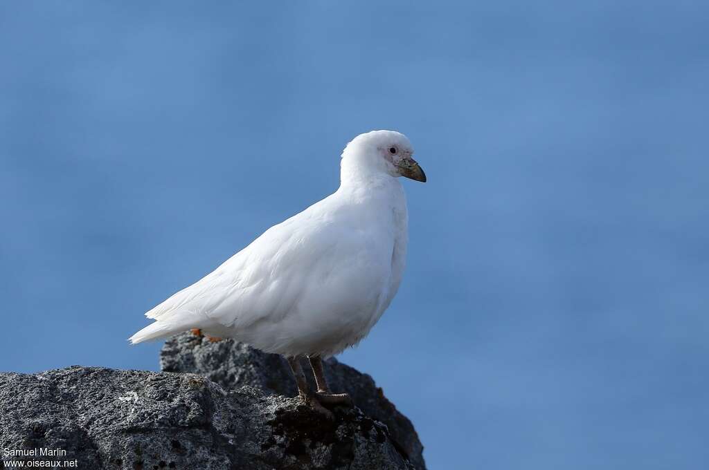 Chionis blancadulte, identification