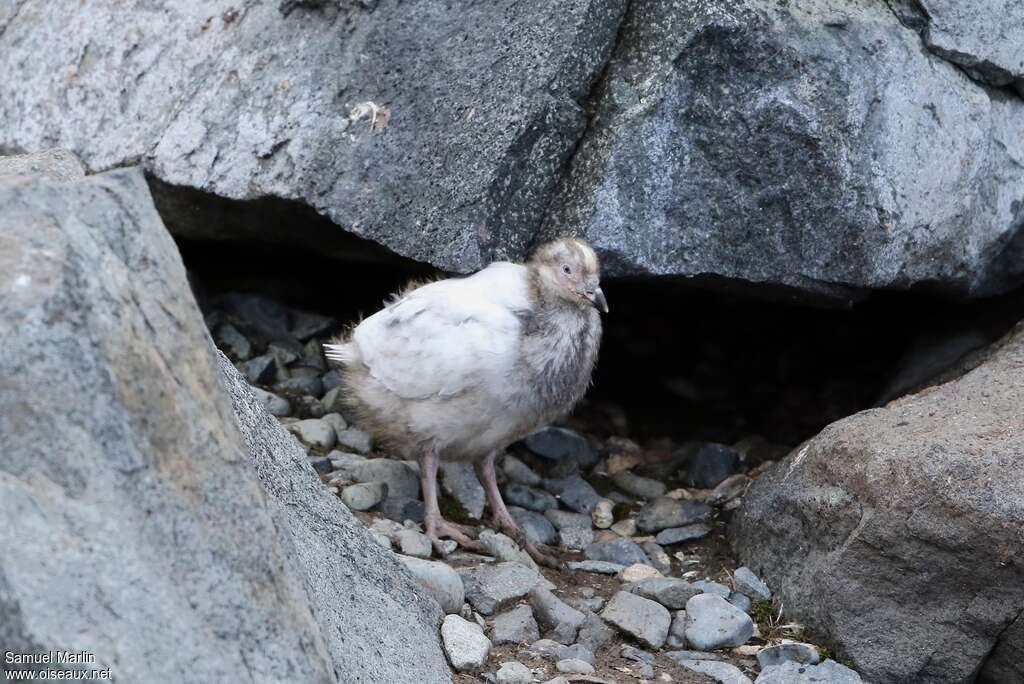 Chionis blancPoussin, identification