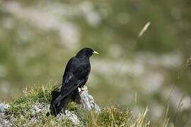 Alpine Chough