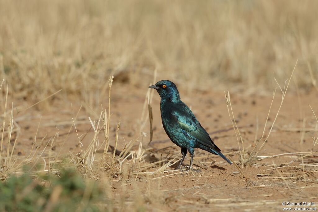 Choucador à épaulettes rougesadulte