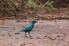 Cape Starling