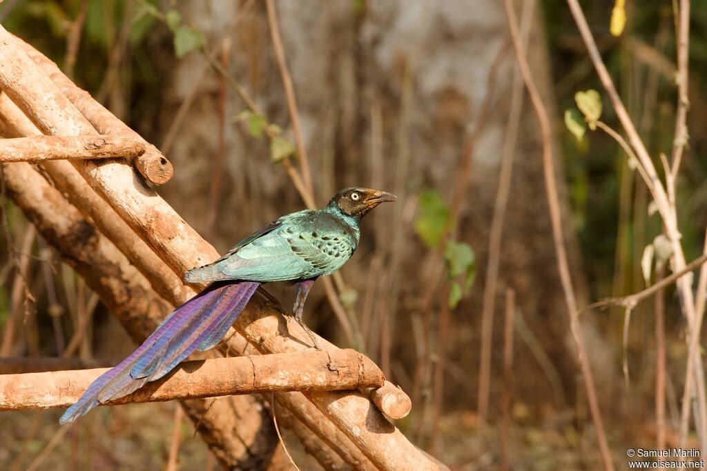 Long-tailed Glossy Starlingadult