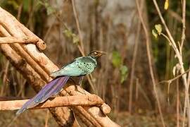 Long-tailed Glossy Starling