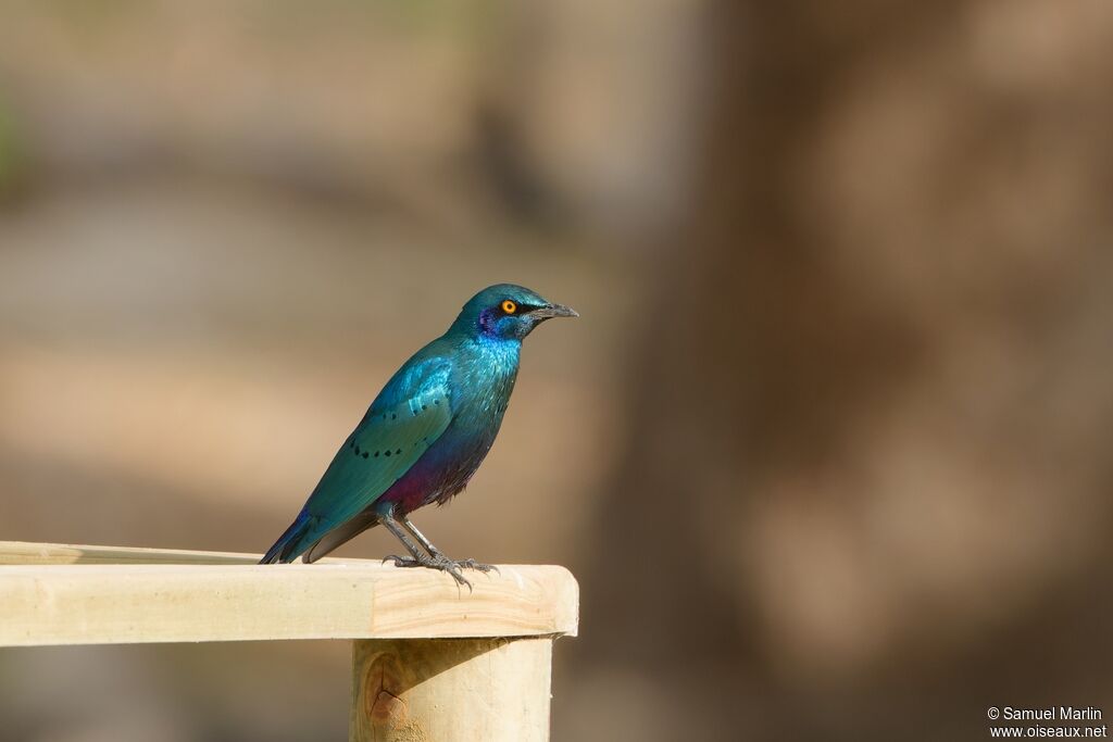 Greater Blue-eared Starlingadult