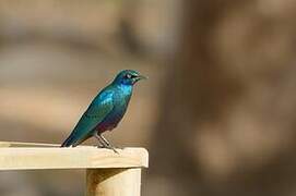 Greater Blue-eared Starling