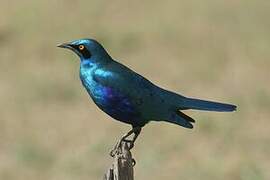 Greater Blue-eared Starling