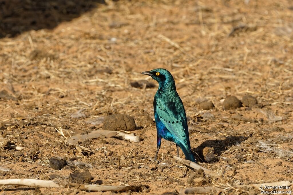 Greater Blue-eared Starlingadult