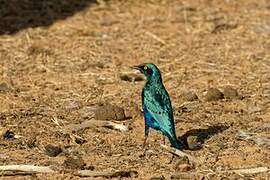 Greater Blue-eared Starling