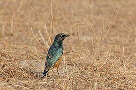 Chestnut-bellied Starling