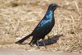 Burchell's Starling