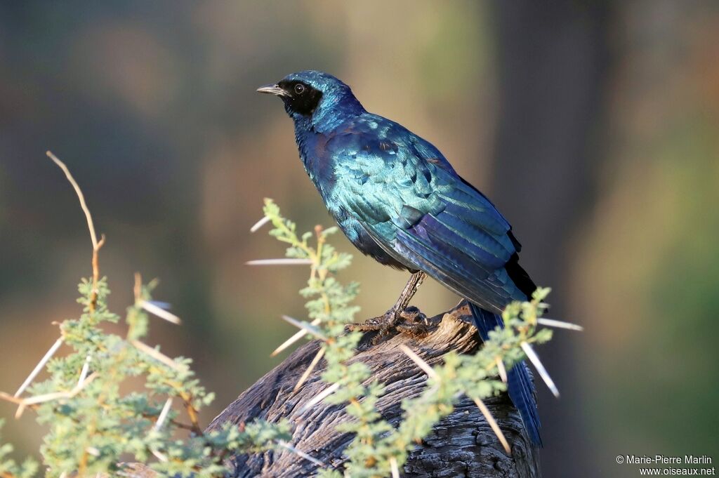 Burchell's Starling