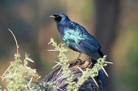 Burchell's Starling