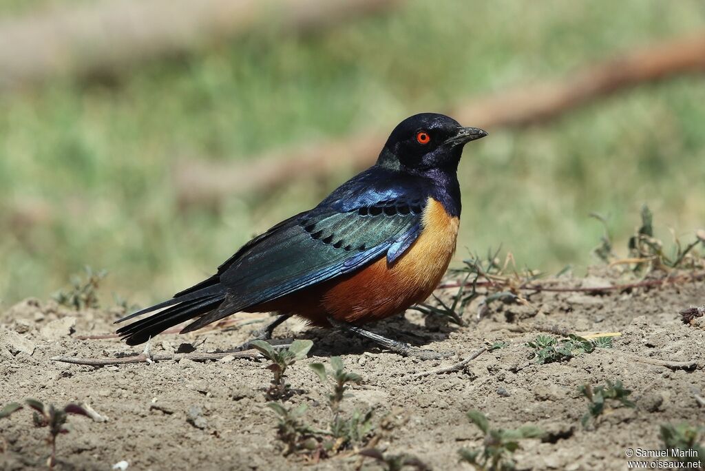 Hildebrandt's Starling