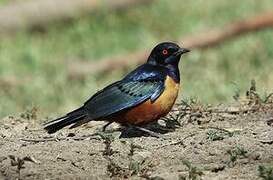 Hildebrandt's Starling