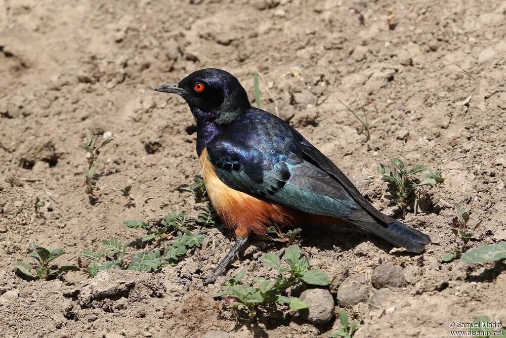 Hildebrandt's Starling male adult