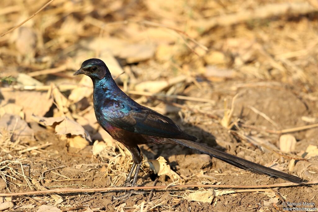 Meves's Starling