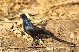 Meves's Starling