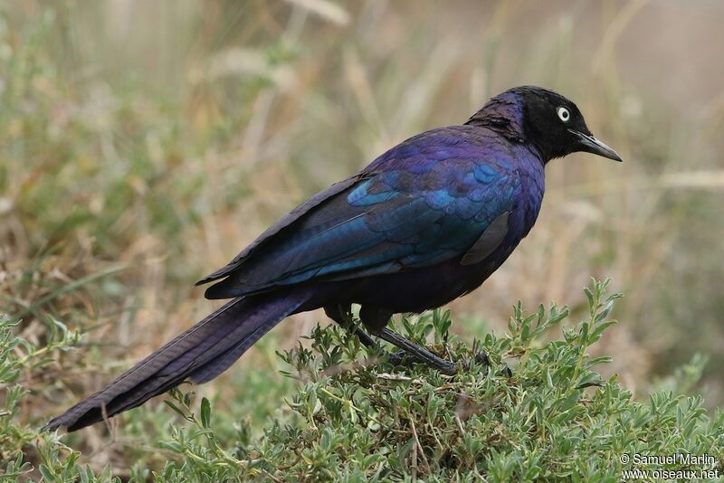 Rüppell's Starling male adult