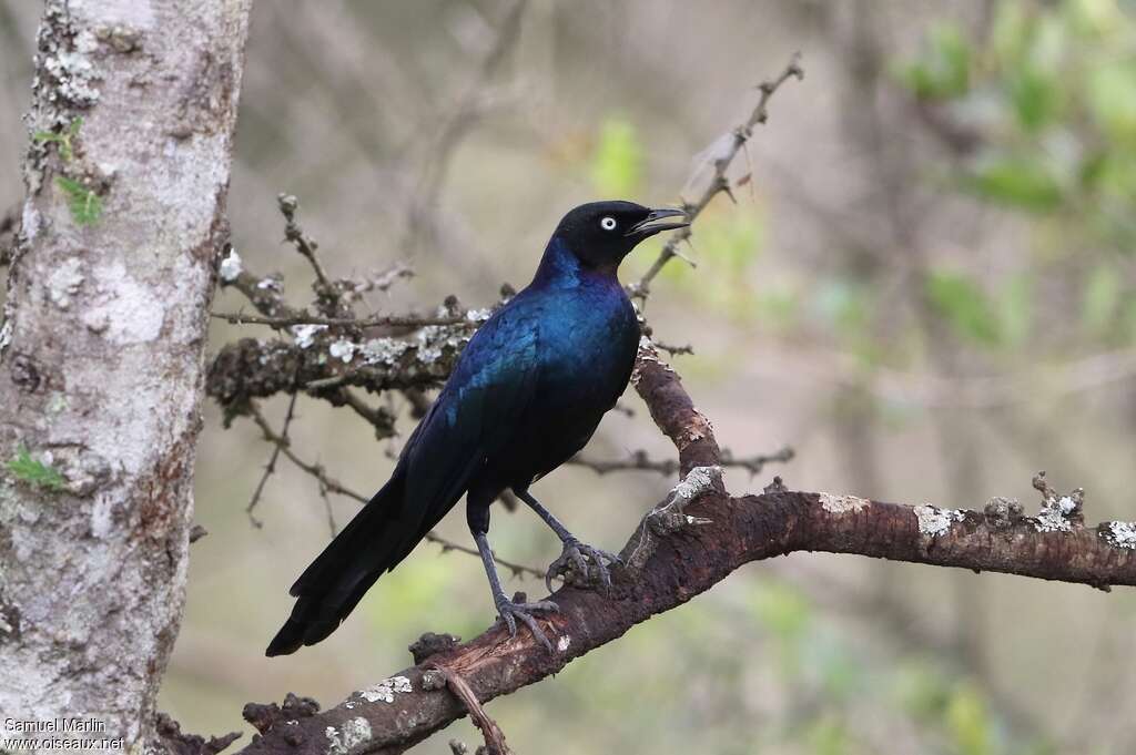 Rüppell's Starlingadult, identification