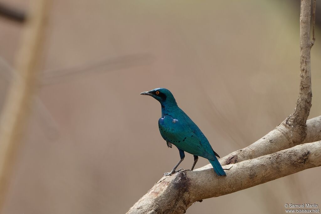 Lesser Blue-eared Starlingadult