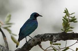 Miombo Blue-eared Starling