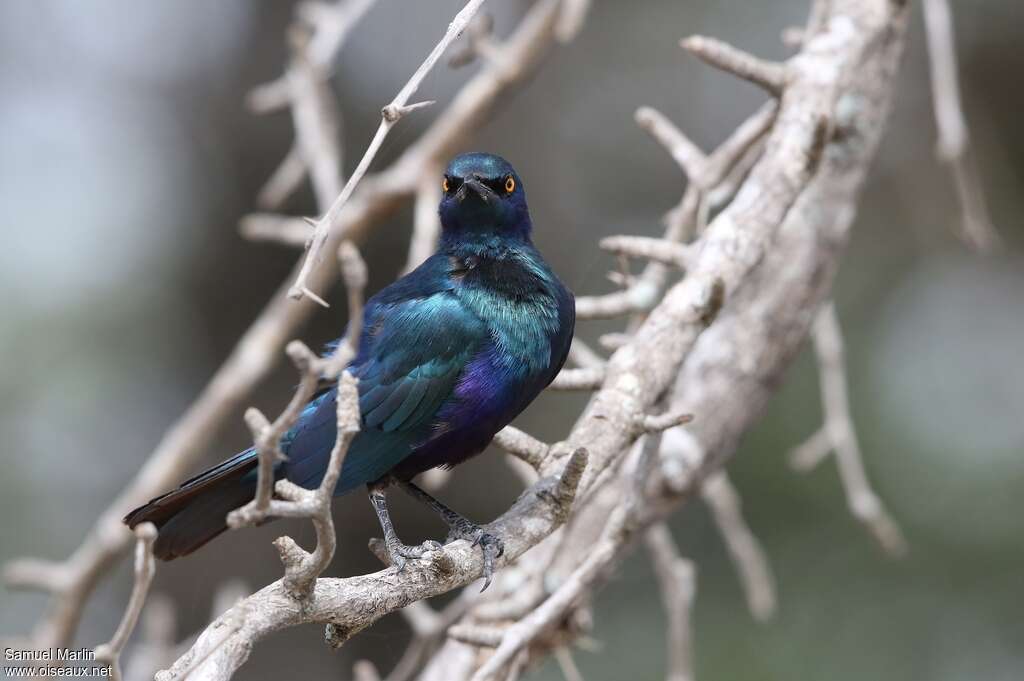 Miombo Blue-eared Starlingadult, identification