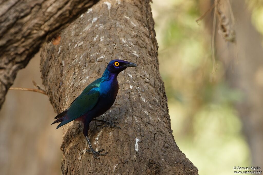 Purple Starling