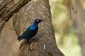 Purple Starling