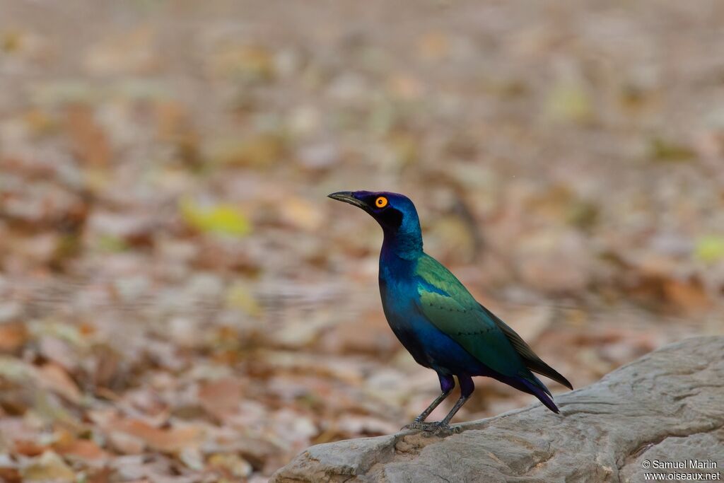 Purple Starling